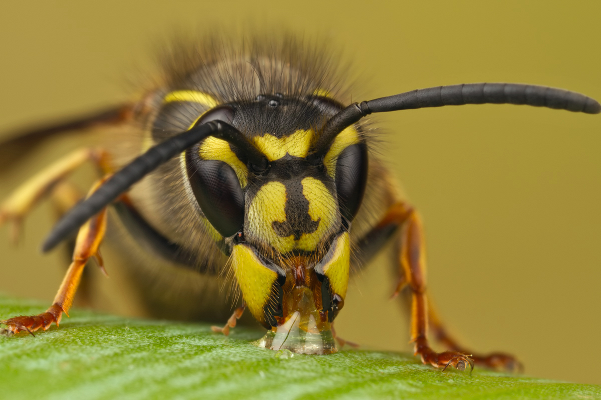 Common Wasp 1